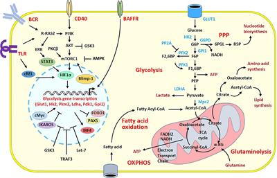 Metabolic Program of Regulatory B Lymphocytes and Influence in the Control of Malignant and Autoimmune Situations